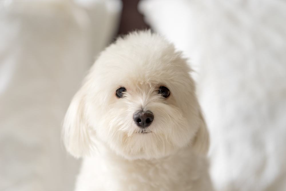 Coton de Tulear filhote