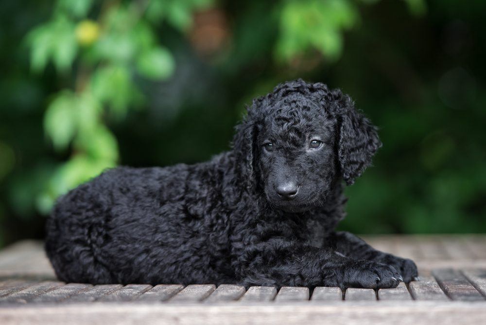 Curly Coated terrier cachorro