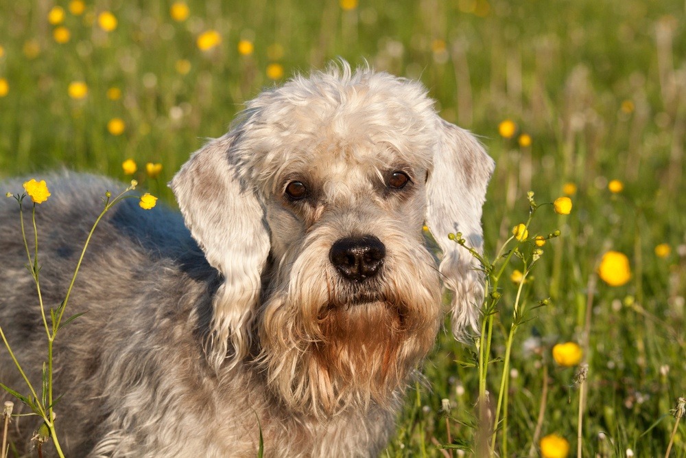 Dandie Dinmont terrier cachorro