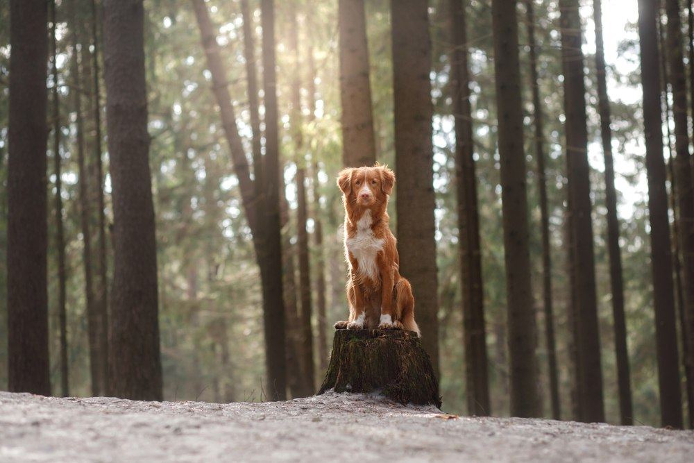 Duck Tolling Retriever cão