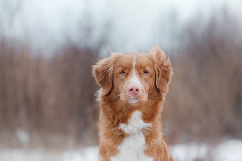 Duck Tolling Retriever