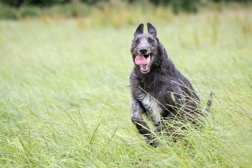 deerhound raça