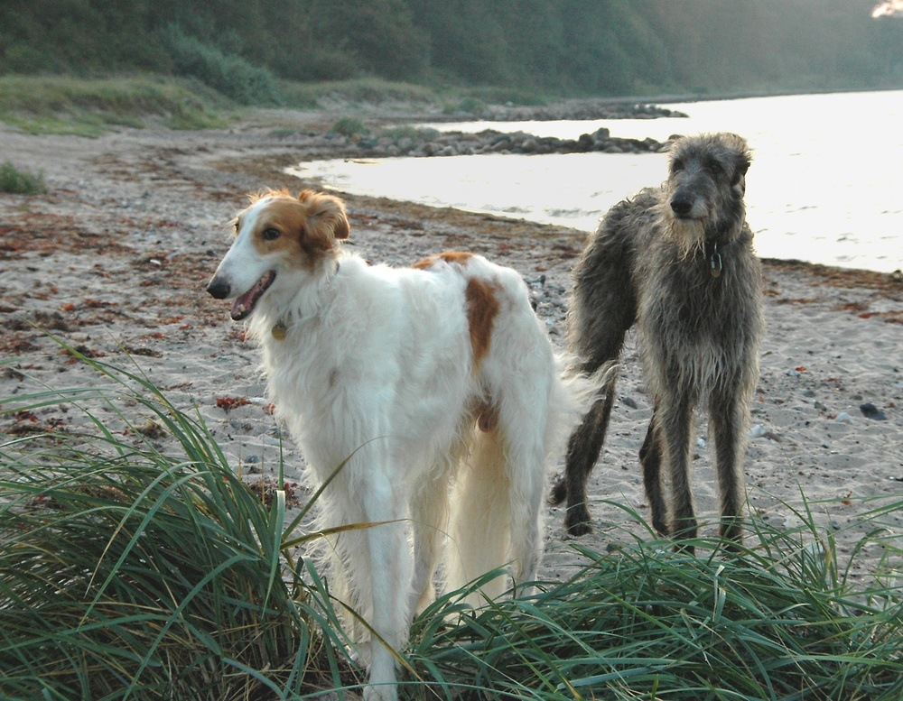 deerhound cão