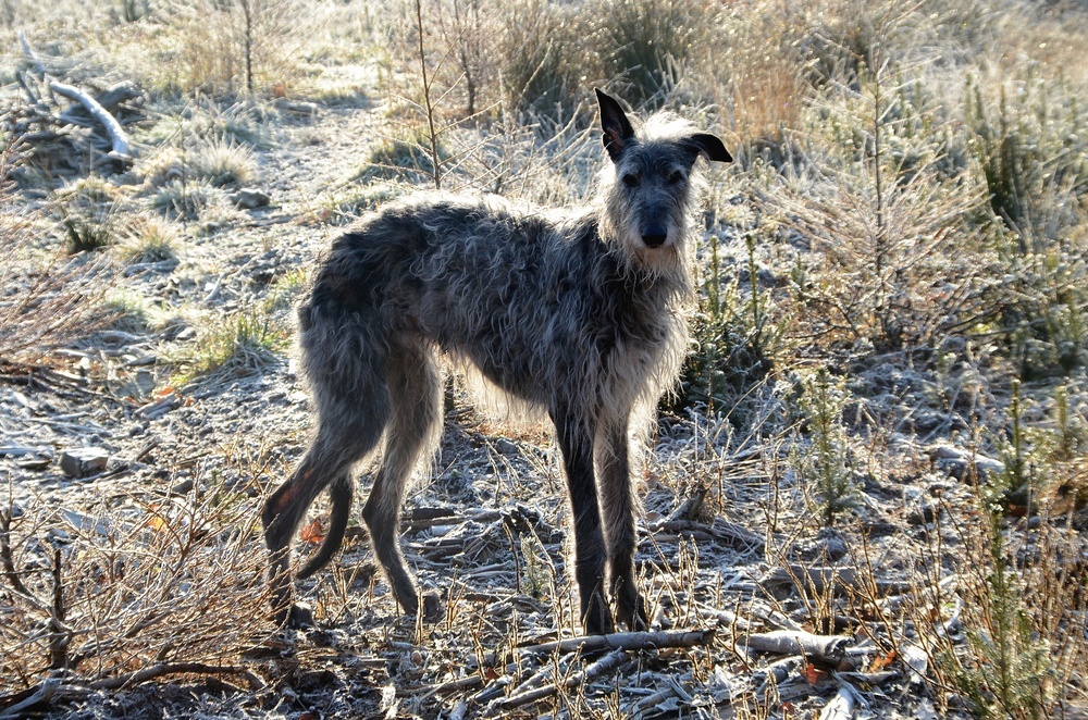 deerhound cachorro