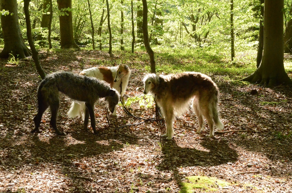 deerhound