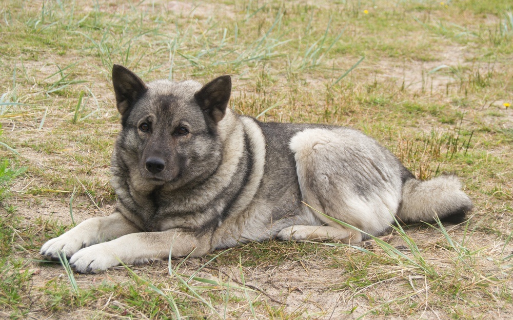 elkhound norueguês cachorro