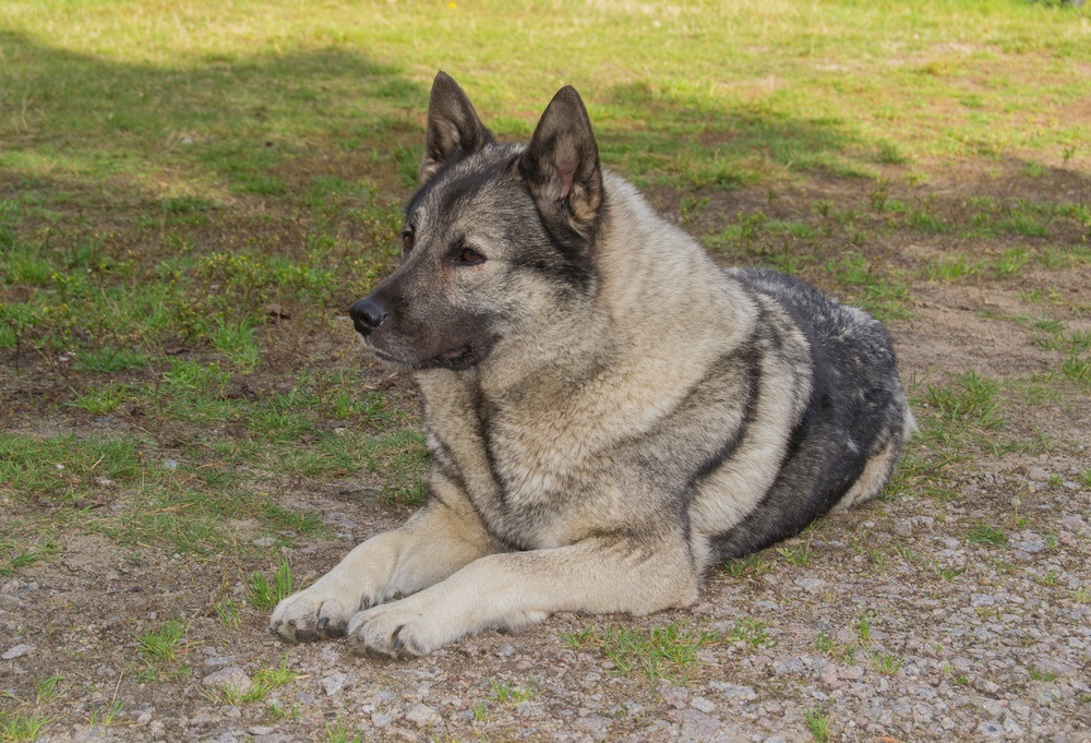 elkhound norueguês