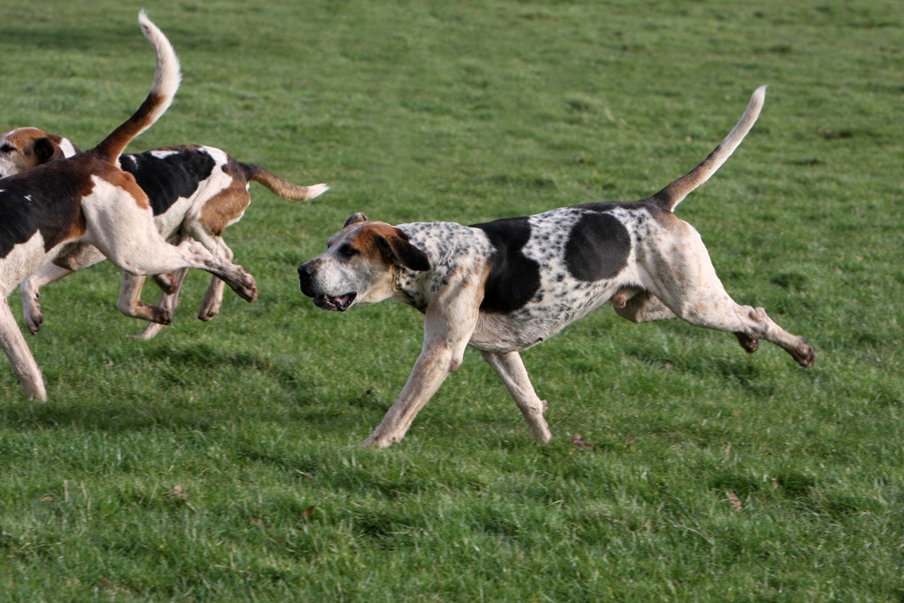 Foxhound inglês cachorro