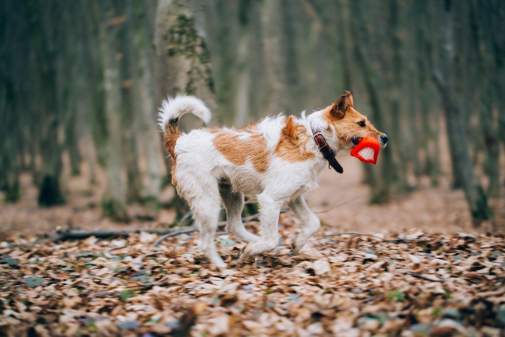 Fox terrier raça