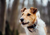 Fox terrier cachorro