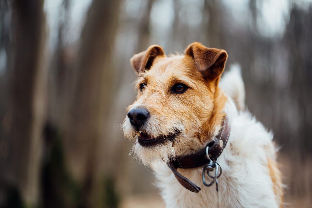 Fox terrier cachorro