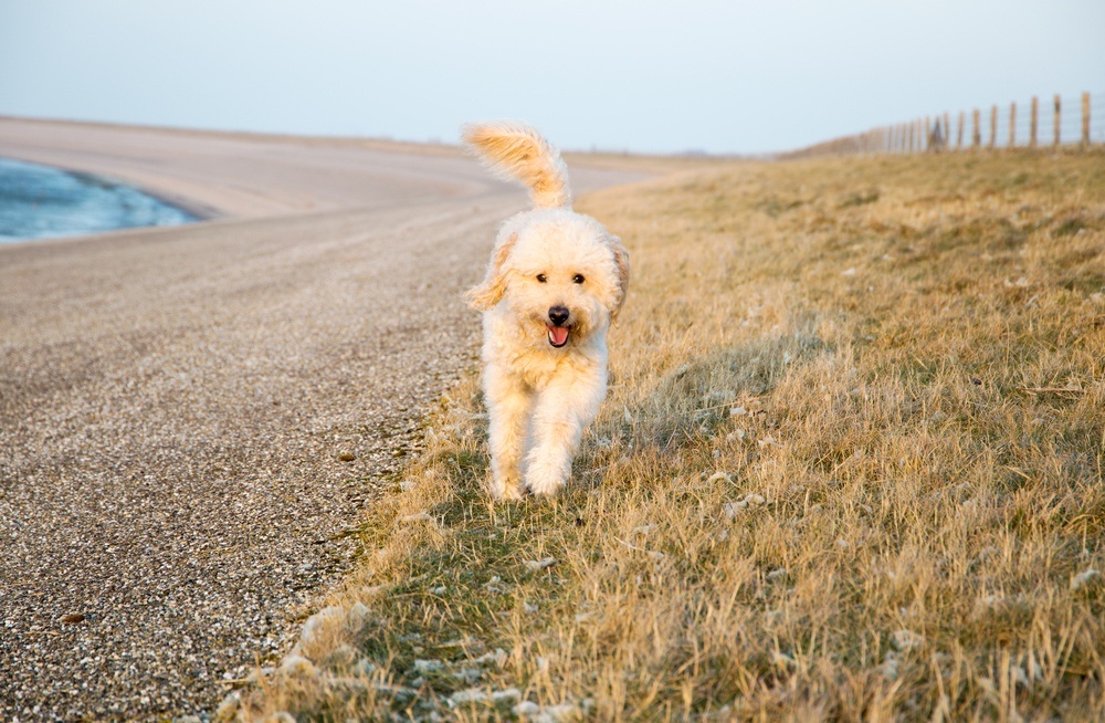 goldendoodle cão