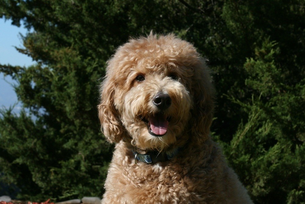 goldendoodle cachorro