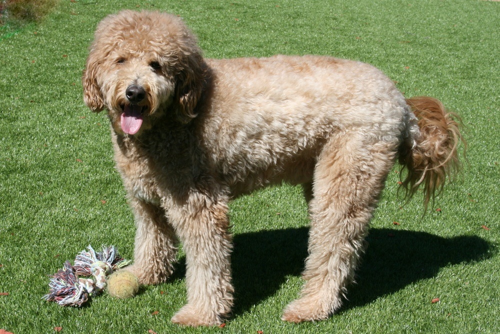 goldendoodle