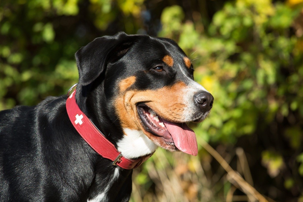 Grande Boiadeiro Suiço cachorro