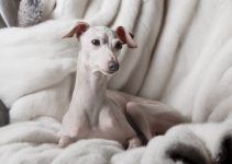 cachorro Galgo italiano