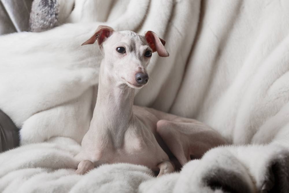 cachorro Galgo italiano