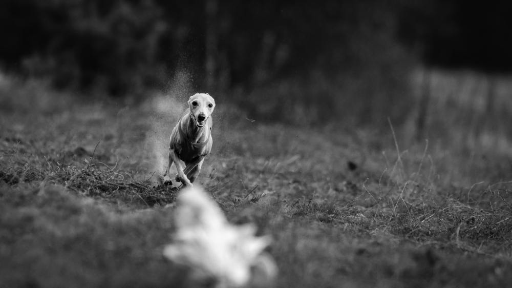 Galgo italiano