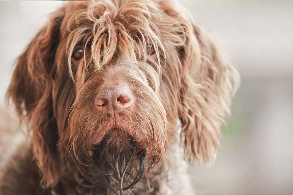 Griffon de Aponte de pelo duro cão