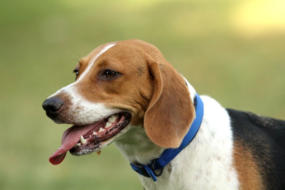 harrier cachorro