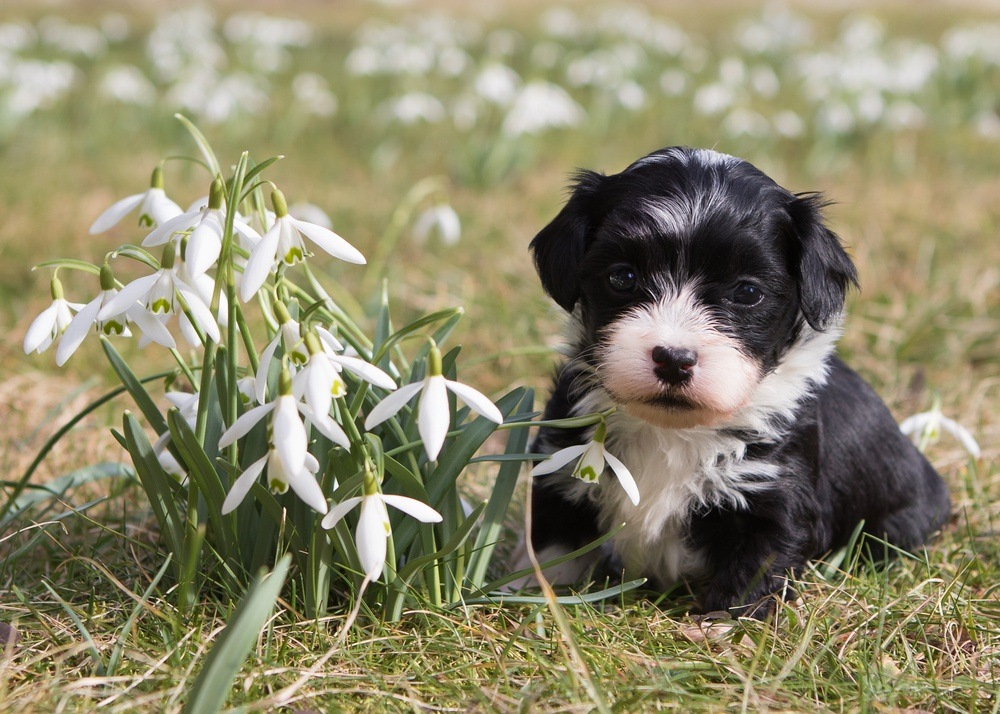 filhote de Bichon havanês