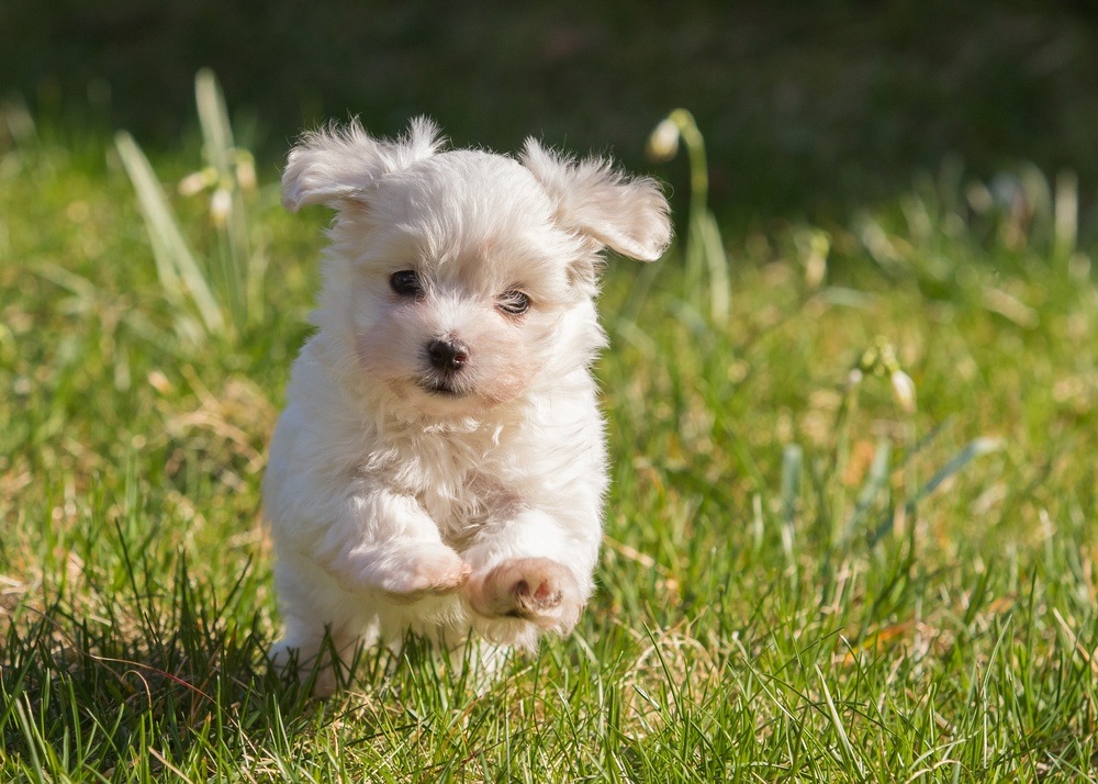 Bichon havanês filhote