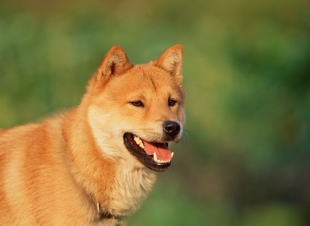 Jindo Coreano cão