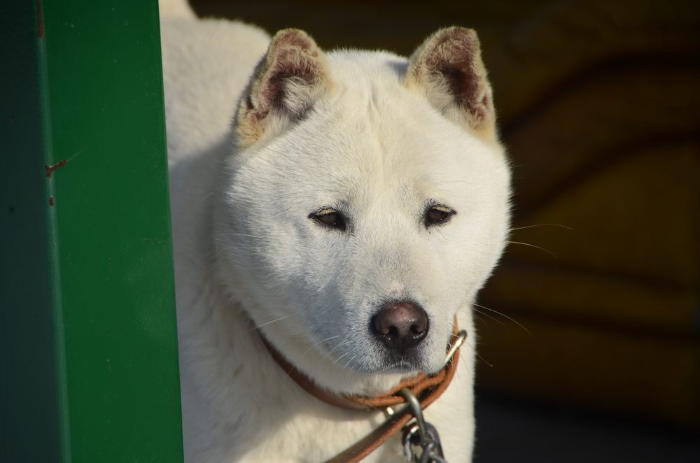 Jindo Coreano