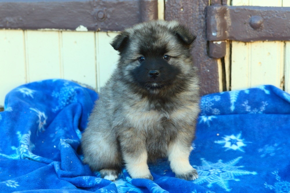 keeshond filhote