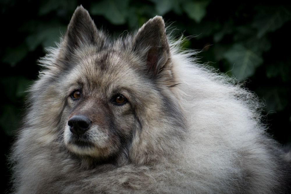 keeshond cão