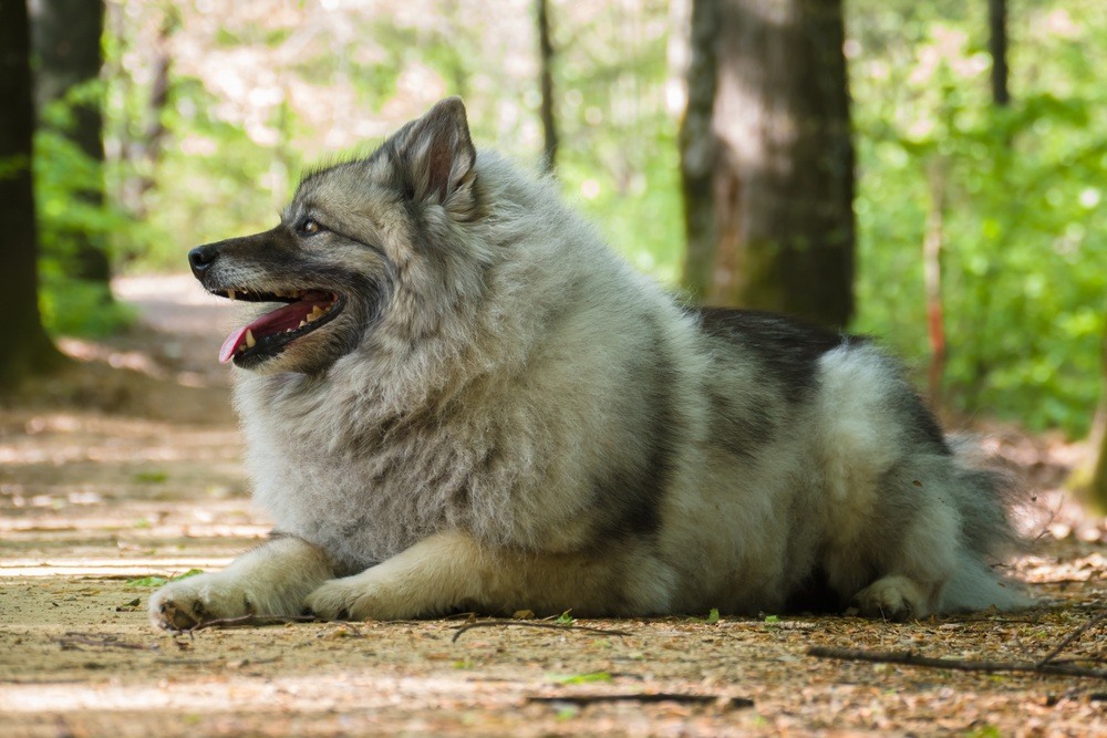 keeshond cachorro