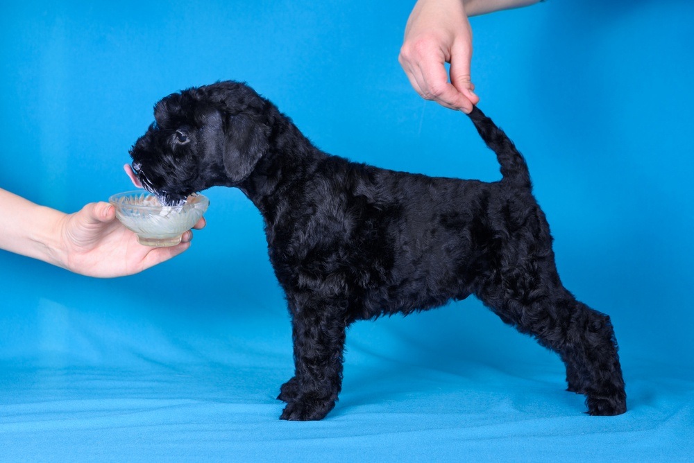 filhote de Kerry Blue terrier