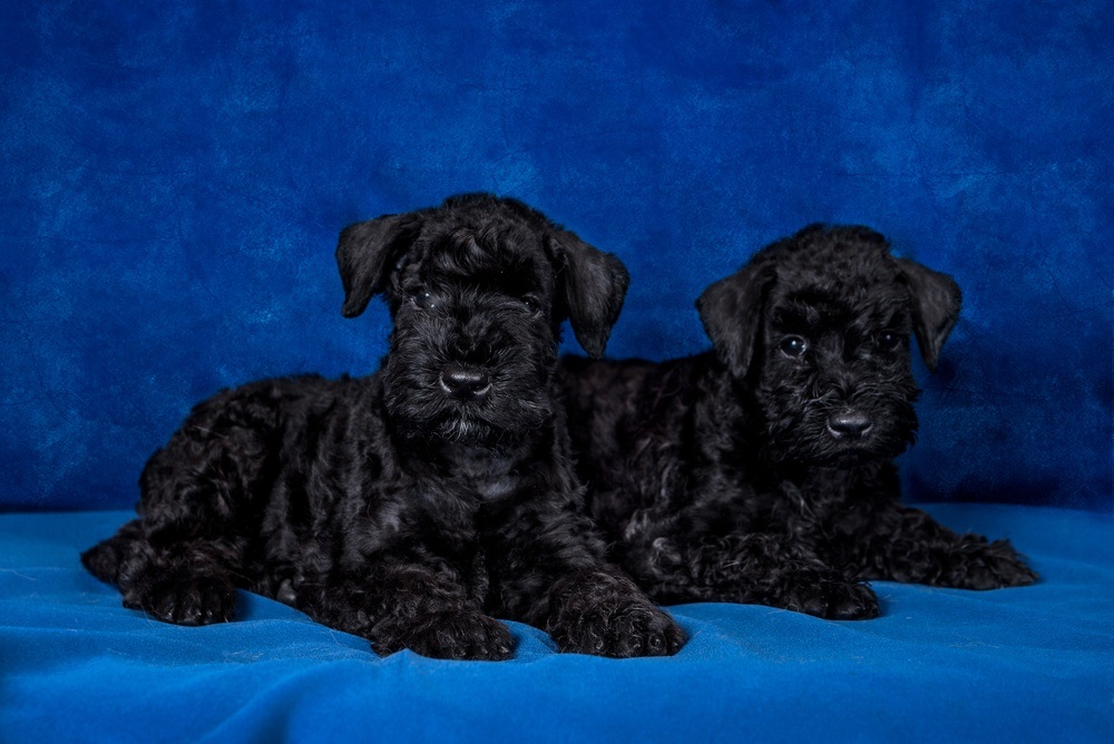 Kerry Blue terrier filhote