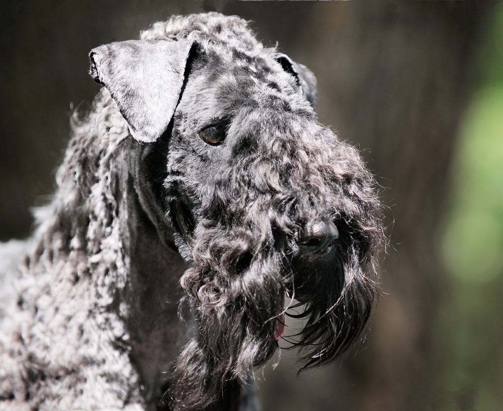 Kerry Blue terrier