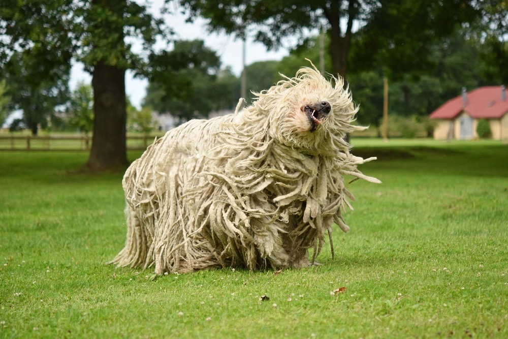 komondor cão