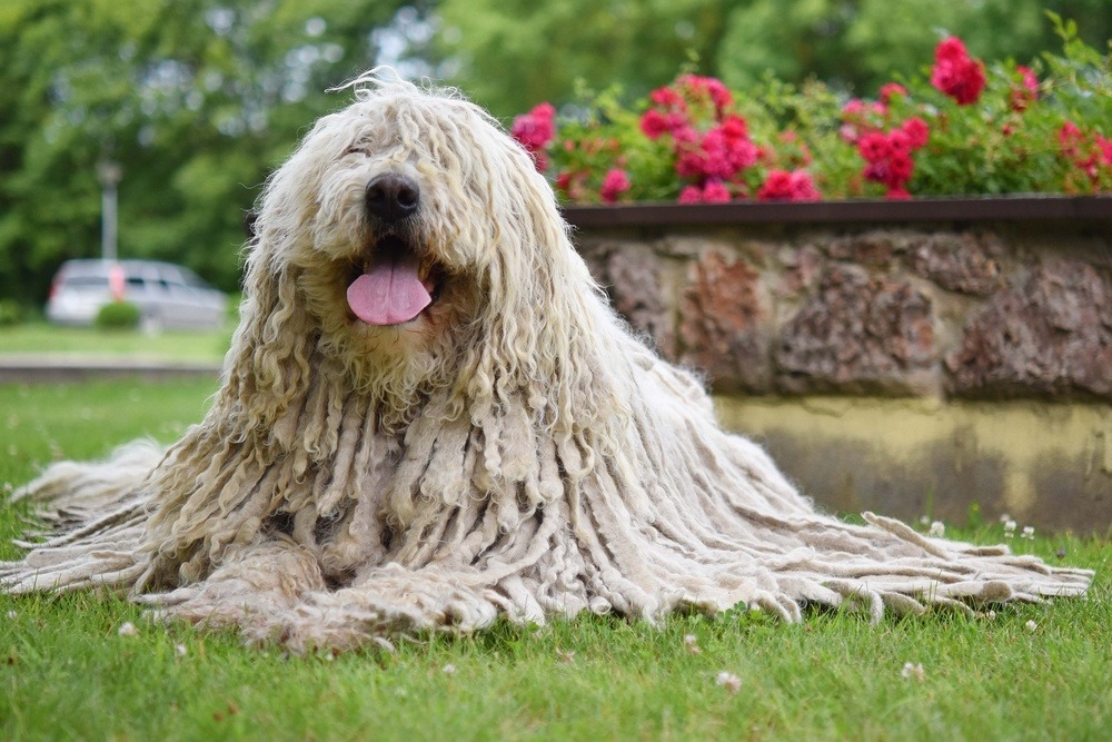 komondor cachorro