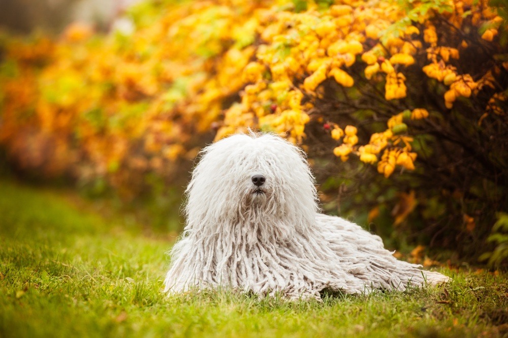 Komondor - Raças de Cachorro