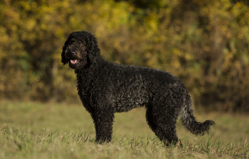 labradoodle raça