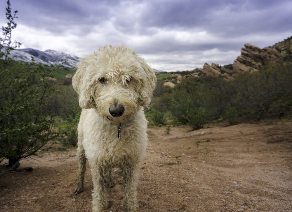 labradoodle cachorro