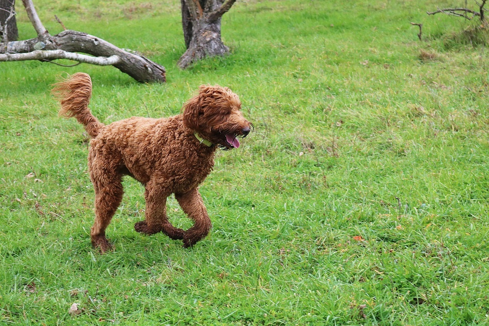 labradoodle cão