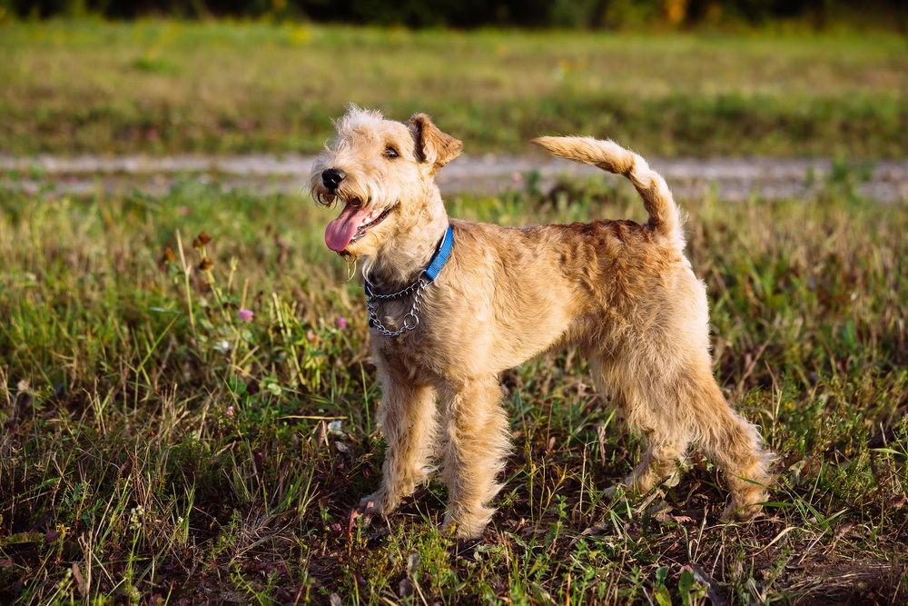 Lakeland terrier cão