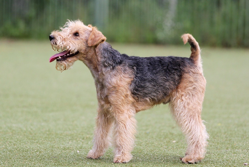 Lakeland terrier cachorro