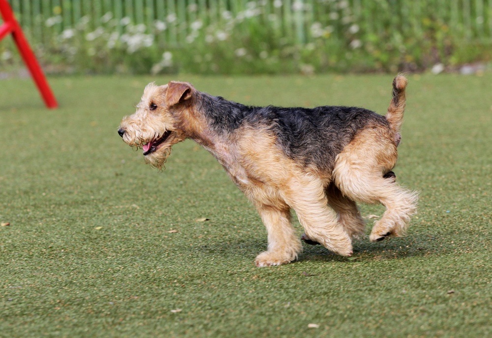 Lakeland terrier