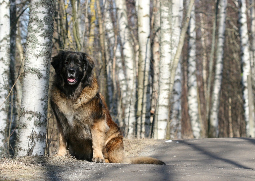 leonberger raça