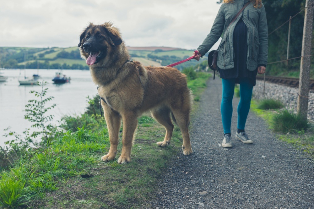 leonberger cão