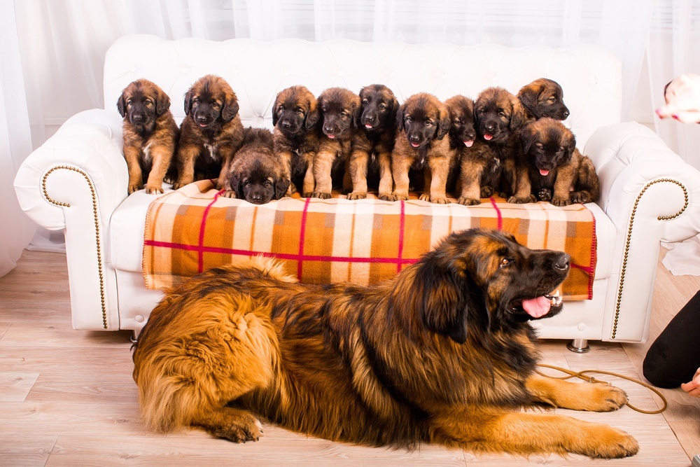 leonberger cachorro