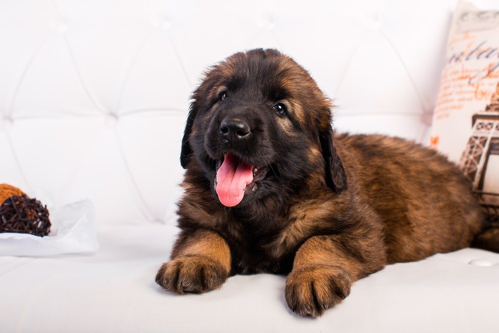 leonberger