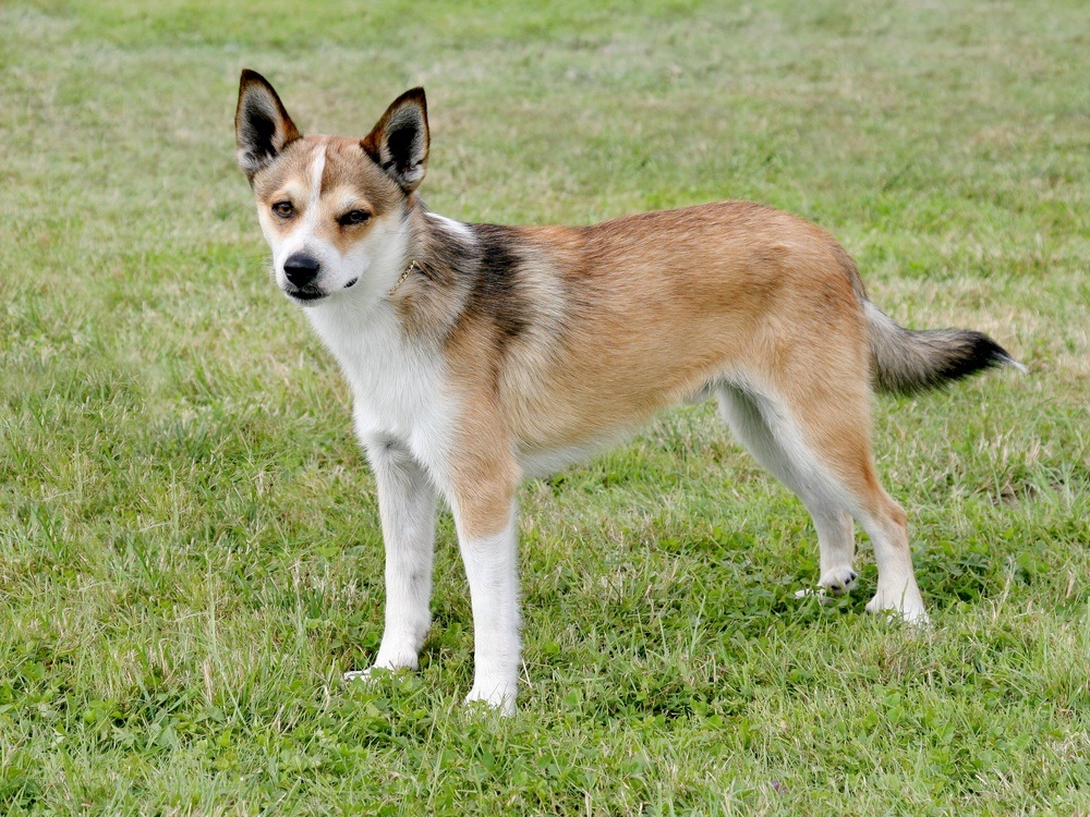 Norsk Lundehund cão