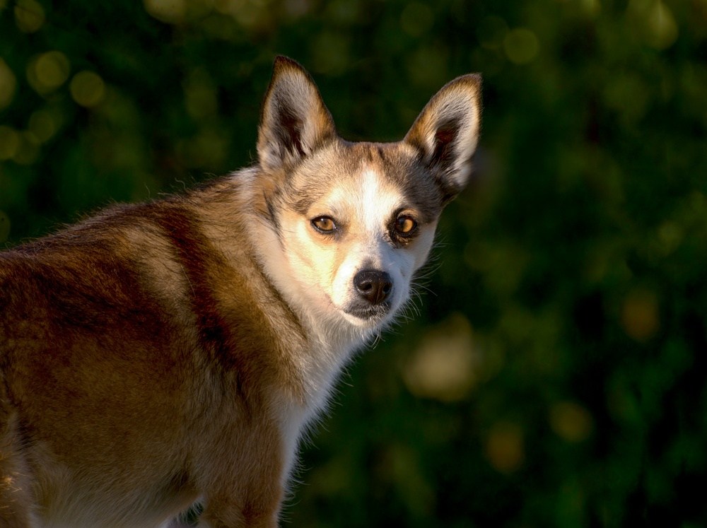 Norsk Lundehund cachorro