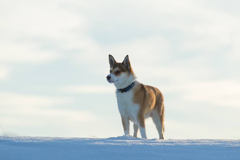 Norsk Lundehund